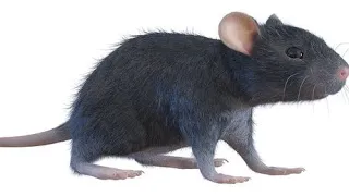 мышь крутится под пародийскую немецкую песню