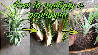 How to multiply a pineapple crown