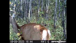 A few suprises at the end, trail cam highlights!