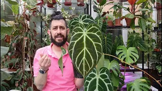 Anthurium Crystallinum care and storytime