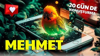 Mehmet Muhabbet Kuşu Konuşturma: En İyi Eğitim Teknikleri ve Püf Noktaları!