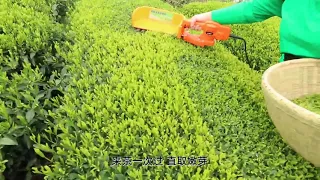 24V Brushless Tea Picking Machine Tea Picker Cutter Leaf Plucking Machine electric tea picker