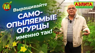 ПАРТЕНОКАРПИЧЕСКИЕ ОГУРЦЫ: особенности выращивания.