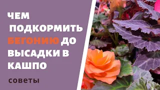 Подкормка БЕГОНИИ весной в марте, апреле, мае. Мой опыт, универсальное удобрение