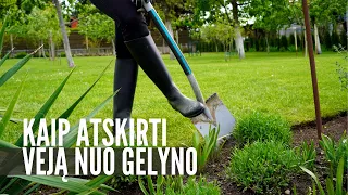 Kaip atskirti veją nuo gėlyno – be plastiko!