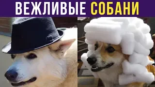 Приколы с собаками. ВЕЖЛИВЫЕ СОБАНИ | Мемозг #242