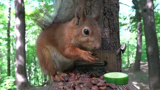 Забегала Модель. Поесть грибочков / Model ran in to eat mushrooms