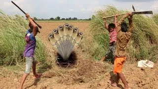 Wow! Three Brave Boys Catch Big Snake By Digging One Hole While Go Finding Snake -2017