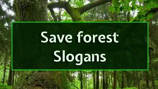 Slogans on SAVE FORESTS in English||Save forests slogans||forest slogans||Best Slogans Save forests