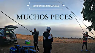 SURFCASTING EN ESCOLLERA... BUSCANDO LA LUBINA, MUCHAS CAPTURAS, SURFCASTING GRANADA