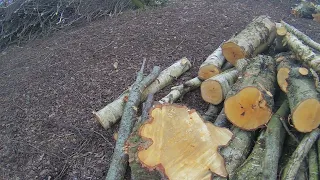 Es geht weiter in Emden ....  Biotop nahe der Uphuser-Klappe