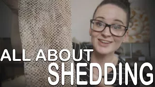 ALL ABOUT SHEDDING (everything you need to know)