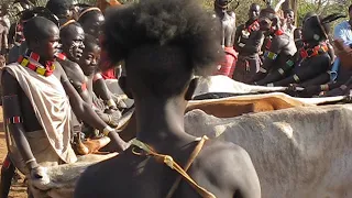 Amazing bull jump ceremony - Ethiopia