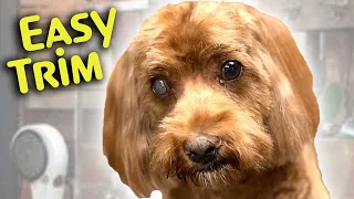 SMALL DOG HAIRCUT easy STEP by step INSTRUCTIONS