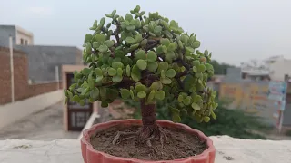 आप भी तैयार कर सकते हैं कटिंग से घर पर बोनसाई#jade Bonsai plant #bonsai #bonsaishort #vnhgardening