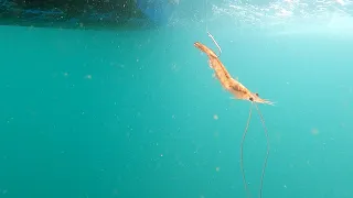 BACK TO BACK TREVALLY FISH CAUGHT USING LIVE PRAWNS