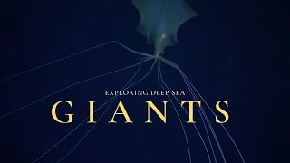 Deep Sea Gigantism | Why the Ocean Breeds Giants