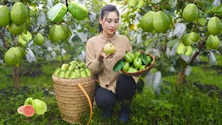 Harvesting ripe guavas to sell at the market | Gardening and Cooking | Lý Thị Cam