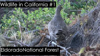 Pileated Woodpecker & More! // Wildlife in California #1 // Eldorado National Forest