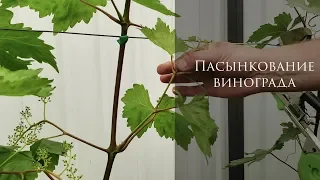 Все что нужно знать о пасынковании винограда. Первая чеканка