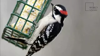 Interesting facts about Downy woodpecker by weird square