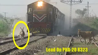 Train Hit Donkey Millat Express Near Chak Jhumra | Train VS Donkey | Live Donkey hit Train Pakistan