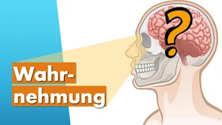 Menschliche Wahrnehmung einfach erklärt (Wahrnehmungspsychologie)