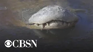 Alligators freeze in swamp with noses above ice