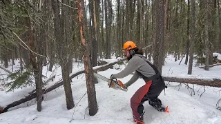 How to start a bore cut with a chainsaw