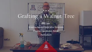 Tree GRAFTING | Step-by-step HOW-TO: Graft an English Walnut onto an Arizona Black Walnut Rootstock