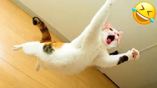 Trending Funny Animals 😅 Funniest Cats and Dogs 😹🐶 Part 6