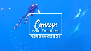 Travel 4K - Cancun Wild Dolphins 4K GoPro Hero 9.