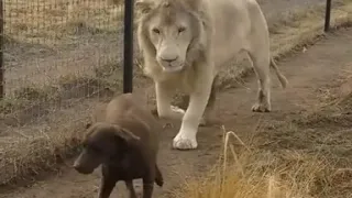 Lion asking dog for forgiveness Amazing Video