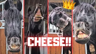 Queen👑Uniek's Birthday Day part 2! Give me treats!! | Friesian Horses