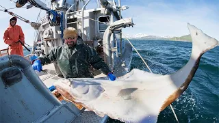 Amazing Level Big Halibut Fishing Skill, Catch Biggest Halibut in the sea