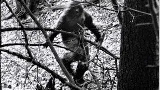New Footage Offers Bigfoot DNA Proof Group Says