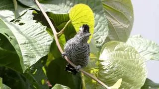 Barred Antshrike