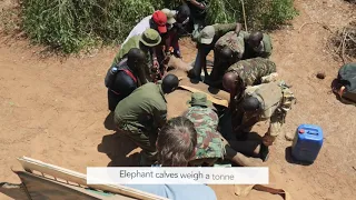 Behind the scenes look at a wild elephant calf rescue mission