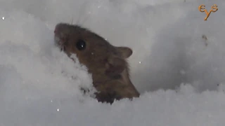 Полевая мышь в снегу. Лосиный остров. / The striped field mouse in snow at Losiny ostrov.