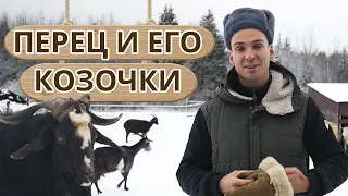 Как живут козы на ферме? / Как отличить козу от козла?