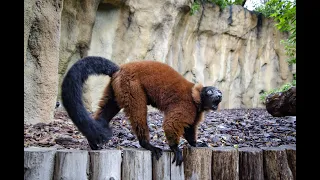 Sonidos de los lémures de Madagascar en BIOPARC Valencia (#ExperienciasBioparc)