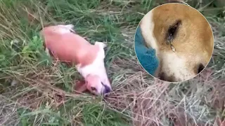 The vet dragged him there after the accident, the blind dog just lay still and cried