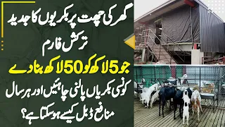 Ghar Ki Roof Par Goats Ka Latest Turkish Farm Jo Laakhon Ki Earning De - Konsi Goats Palni Chahiye?