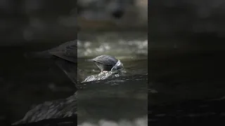 American Dipper catches insect 🐦🐛 #wildlife #wildlifefilmmaker #birds