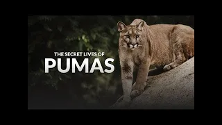 The Secret Lives of Pumas - Big Cats Documentary | Cine Animals