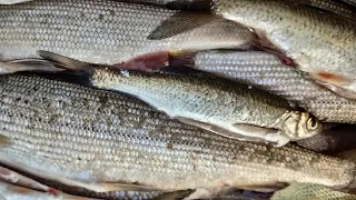Рыбалка на хариуса на Ангаре по традиционным местам. Рыбалка на Ангаре 2023