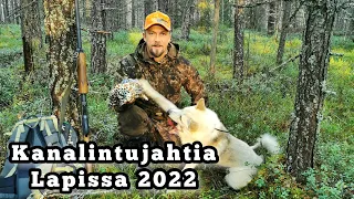 Kanalinnun metsästystä Lapissa 2022