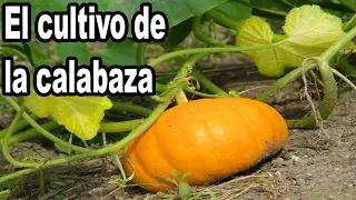 Calabaza, Cultivo y Cuidados