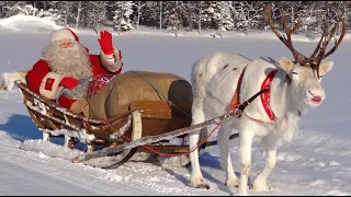 Animals of Santa Claus in Lapland: meet reindeer & husky dogs of Father Christmas