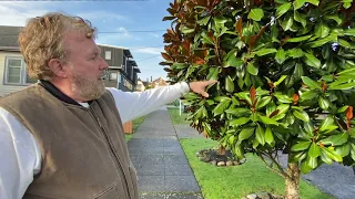 How to Prune Evergreen Magnolia Trees & Shrubs - Seattle Arborist Chip Kennaugh